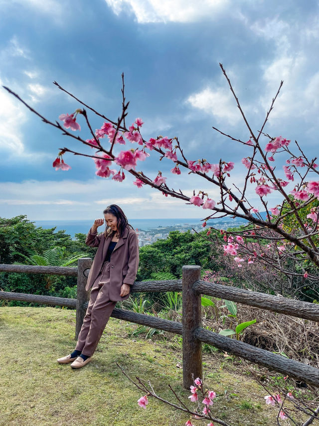 【沖縄】名護市 市街地と海を一望できる桜の名所へ