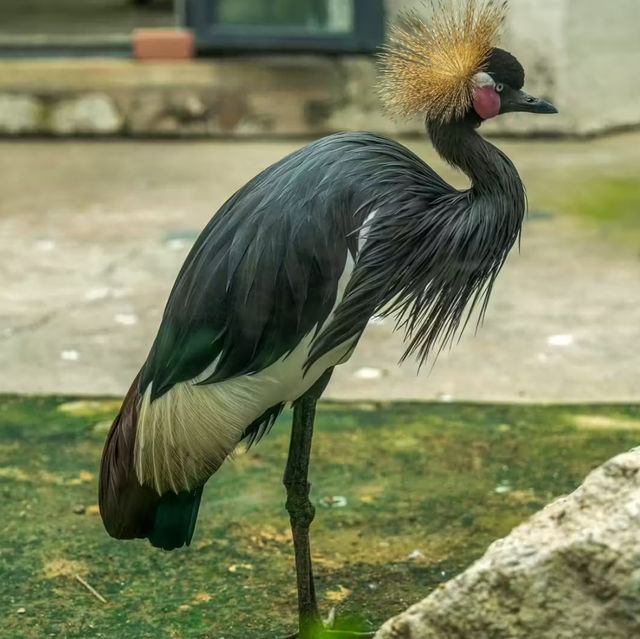 廣州動物園-市中心的動物世界