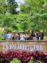 ไร่ชาภูตะวัน เชียงดาว