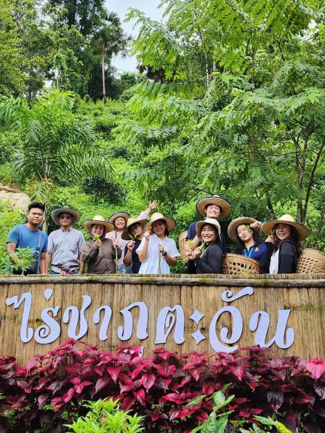 ไร่ชาภูตะวัน เชียงดาว