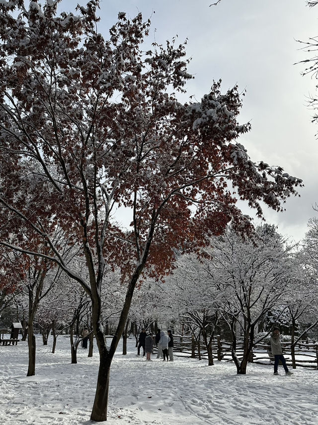 겨울에 가족여행가기 좋은 남이섬☃️