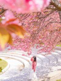 부산 근교 겹벚꽃 명소 모음🌸