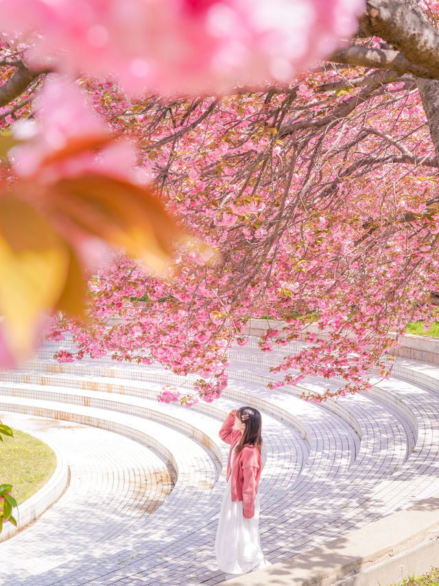 부산 근교 겹벚꽃 명소 모음🌸