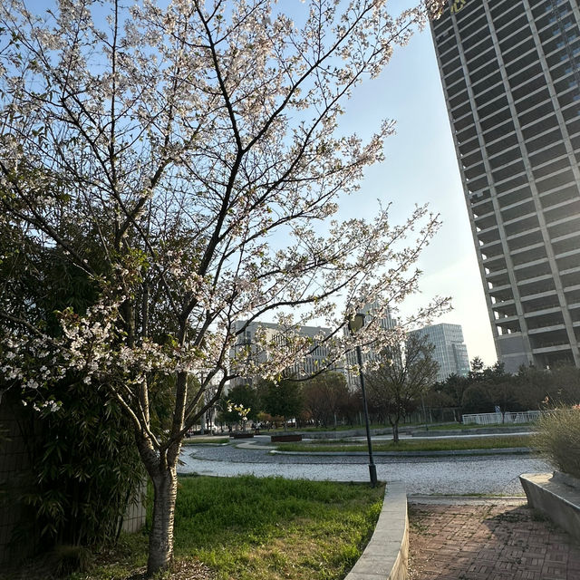 比日本櫻花更美🌸🌸武漢小眾賞櫻地點🤫