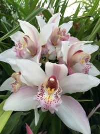 A Rare View of Antartica at the Royal Tasmanian Botanical Garden in Hobart