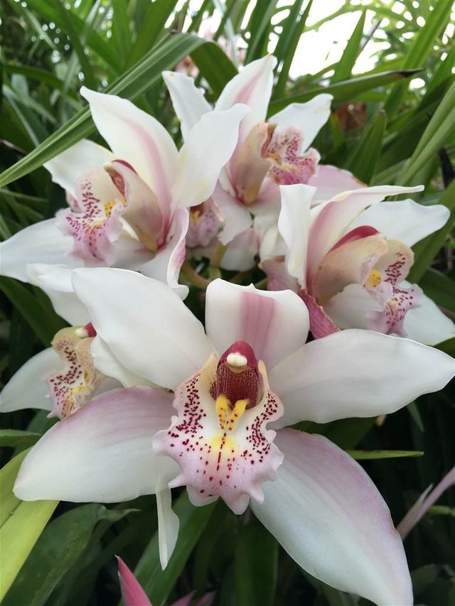 A Rare View of Antartica at the Royal Tasmanian Botanical Garden in Hobart