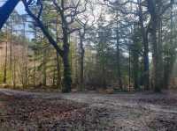 New Forest National Park