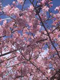 京都梅小路公園的早櫻：難以忘懷的絕景 🌸✨