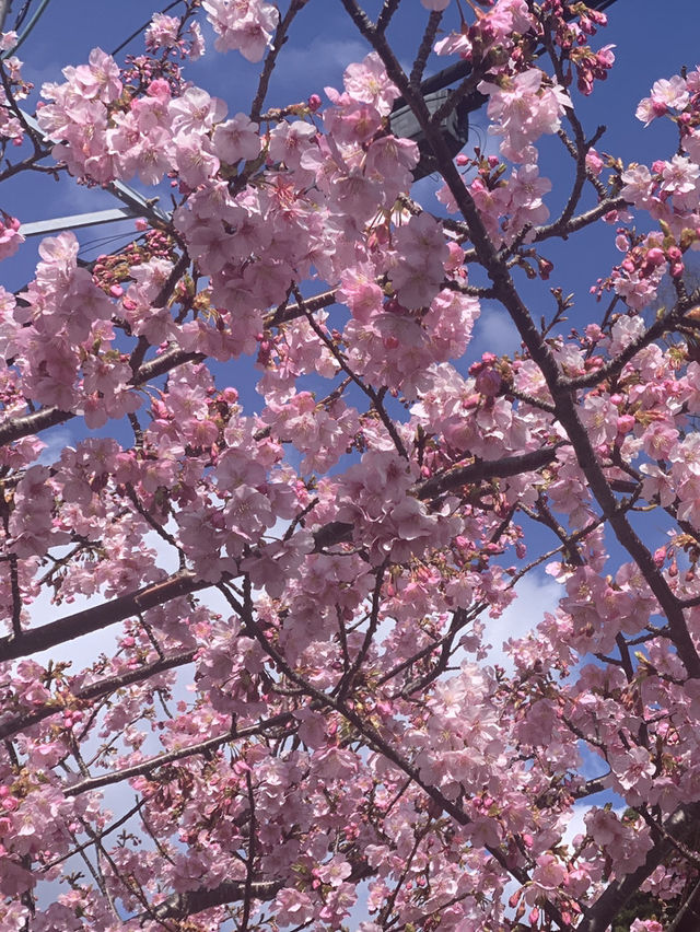 京都梅小路公園的早櫻：難以忘懷的絕景 🌸✨