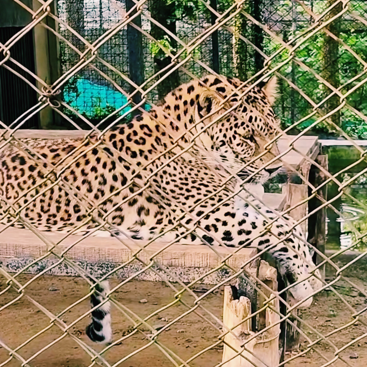 A relaxing zoo surrounded by nature🐯🌿