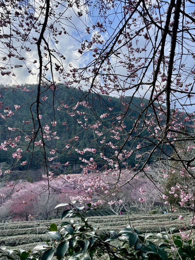 武陵農場櫻花季