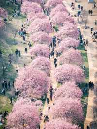 admiring beautiful flower zones like roses and lotuses