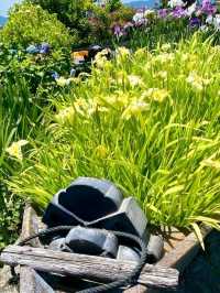 個人の方が作られた菖蒲園で、無料