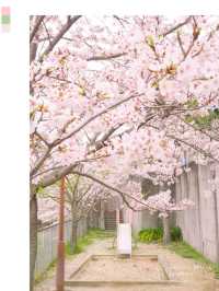 梅と桜のおすすめスポットはここ🌸🍡💕