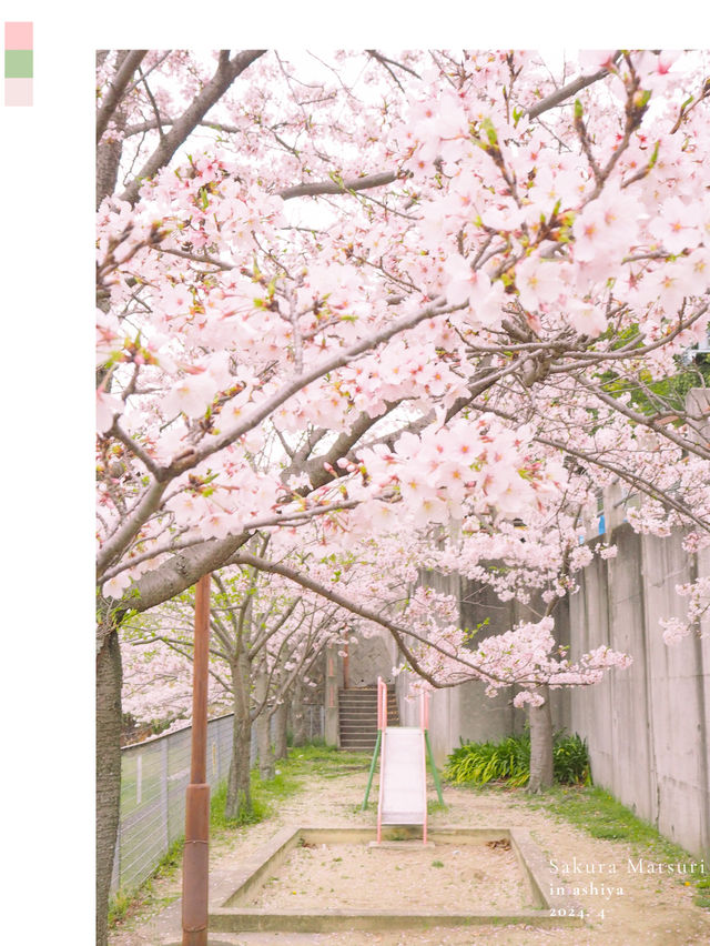 梅と桜のおすすめスポットはここ🌸🍡💕
