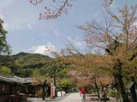 อาราชิยาม่า 