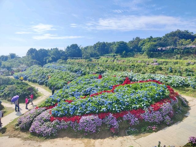 萬里高家繡球花田