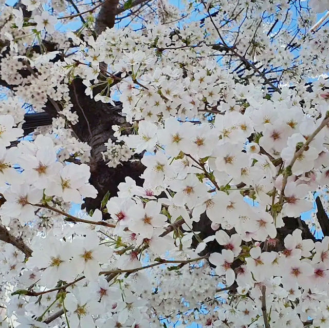 🌸 **釜山三樂生態公園櫻花觀賞分享** 🌸