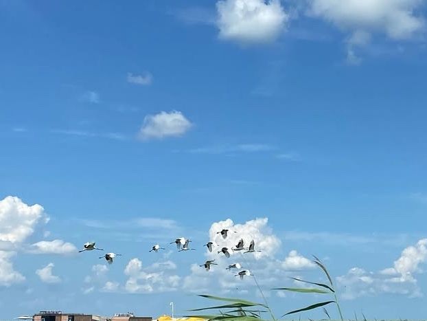 黑龍江與內蒙交界的美麗濕地