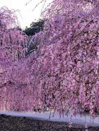 見頃で入園料が変わる？生きてる間に行ってみたい絶景スポット✨1000年樹齢のしだれ梅は伊達じゃない