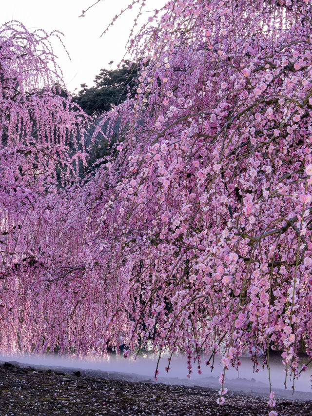 見頃で入園料が変わる？生きてる間に行ってみたい絶景スポット✨1000年樹齢のしだれ梅は伊達じゃない