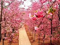 ทริปดอกไม้บาน🌸YiliangSakuraValley 