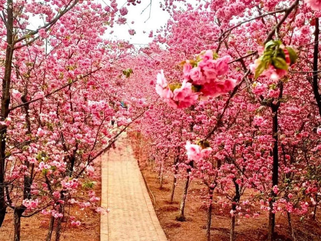 ทริปดอกไม้บาน🌸YiliangSakuraValley 