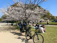 福岡舞鶴公園，市區內最便捷的賞櫻景點