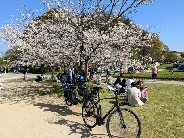 福岡舞鶴公園，市區內最便捷的賞櫻景點