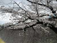 Cheery cheery Cherry Blossom