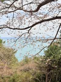 釜山｜迎月路粉色浪漫散步道 臥牛山的浪漫故事