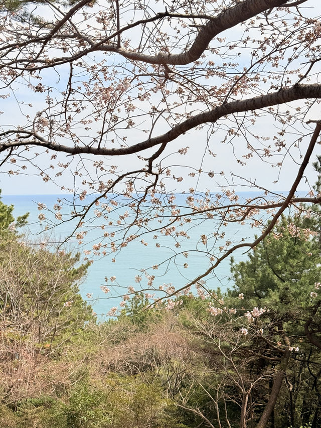 釜山｜迎月路粉色浪漫散步道 臥牛山的浪漫故事