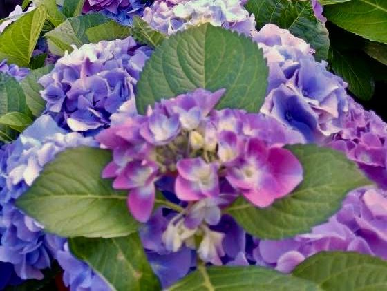 賞花及花伴野餐初體驗在大安森林公園