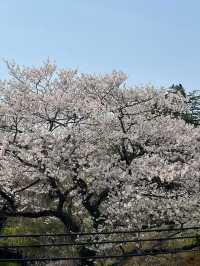 仙台西公園賞櫻美景