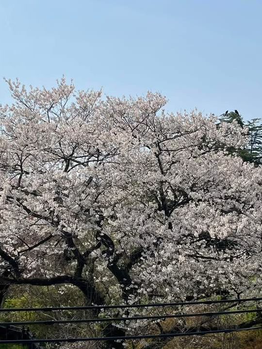 仙台西公園賞櫻美景