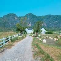 Vinewood Phu Pha Man ภูผาม่าน ขอนแก่น 