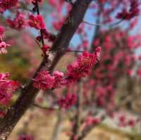 梵鱼寺樱花