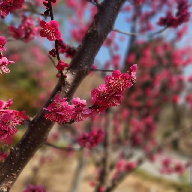 梵鱼寺樱花