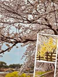 Pink Petal Promenade: Daecheongho's Extended Blossom Walk into Spring's Beauty