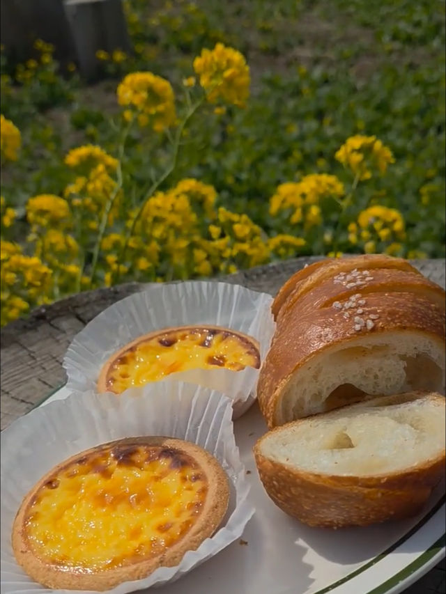 지금 제주엔 유채꽃 천국🌼🌼