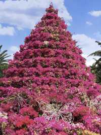 Bougainvillea in Full Bloom at Southeast Botanical Gardens 