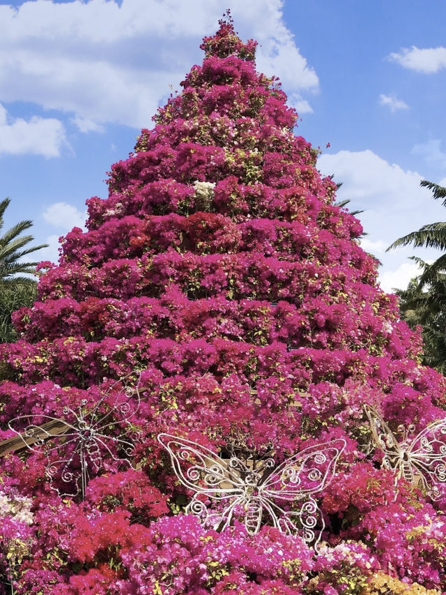 Bougainvillea in Full Bloom at Southeast Botanical Gardens 