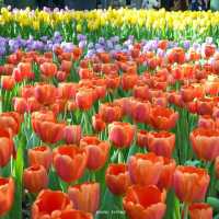 Miracle of Natural 