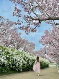 大阪 ❤︎ 長期間お花見ができる無料スポット🌸