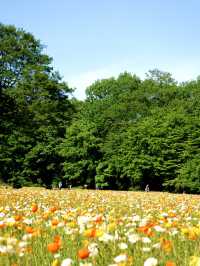 【埼玉×森林公園】  ネモフィラ ポピーなどの花畑の絶景スポット