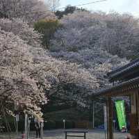 藻巖山·高地櫻花秘境