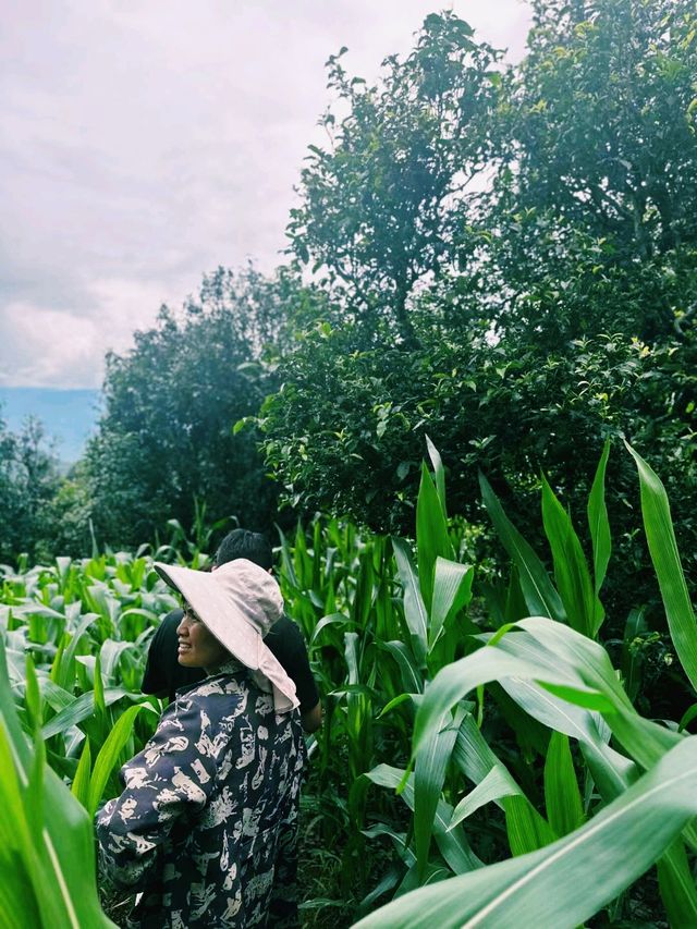 中國雲南著名旅遊城市臨滄旅行攻略，茶葉聖地，適合打卡拍照📸