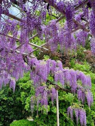 Spring at Kyoto Water and Sewerage Bureau Toba Water Environment Conservation Center