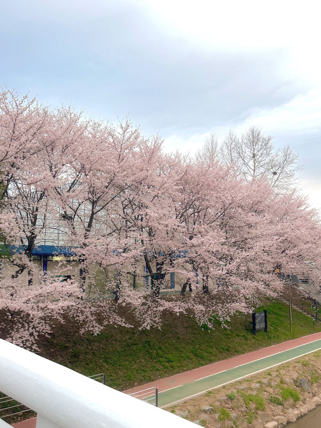 실시간 오늘자 벚꽃 만개한 양시숲 🍃🌸🌳