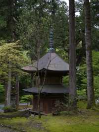【福井×永平寺】空気が一変！深い緑に囲まれた参道